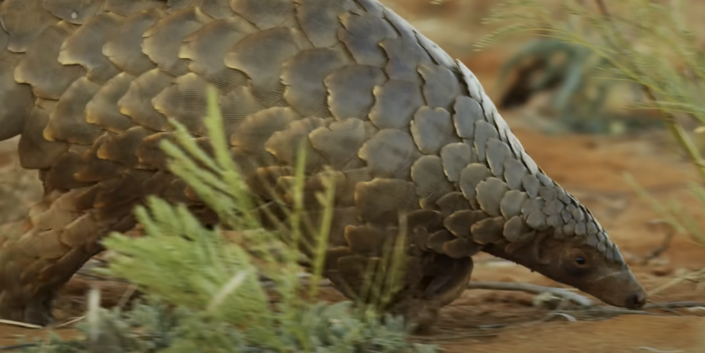 A pangolin with brown, overlapping scales is walking on sandy terrain. It is surrounded by green vegetation, with its head low to the ground and its body slightly arched. The background is a natural outdoor setting.