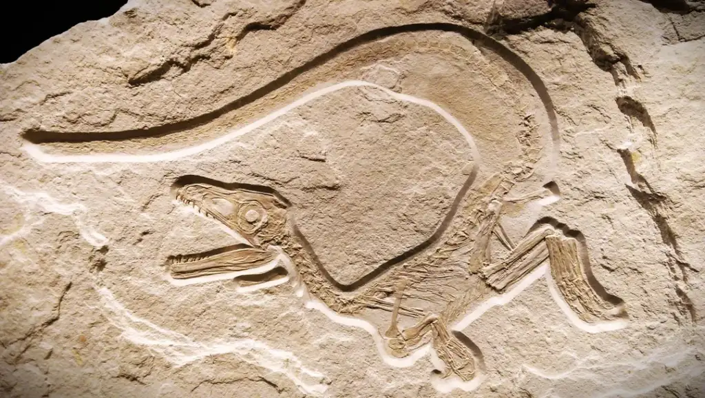 A detailed fossil of a small dinosaur is embedded in a light tan stone. The dinosaur appears to be in a crouching position with its tail curved upwards, its skeletal structure intricately preserved.