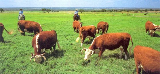 A group of brown and white cattle graze on a green field under a clear blue sky. Two people on horseback watch over them, surrounded by vast open landscape.