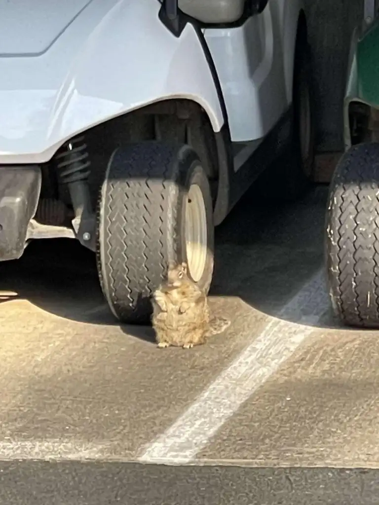 A groundhog sits upright in the shade between two parked golf carts, with sunlight illuminating part of the concrete ground.