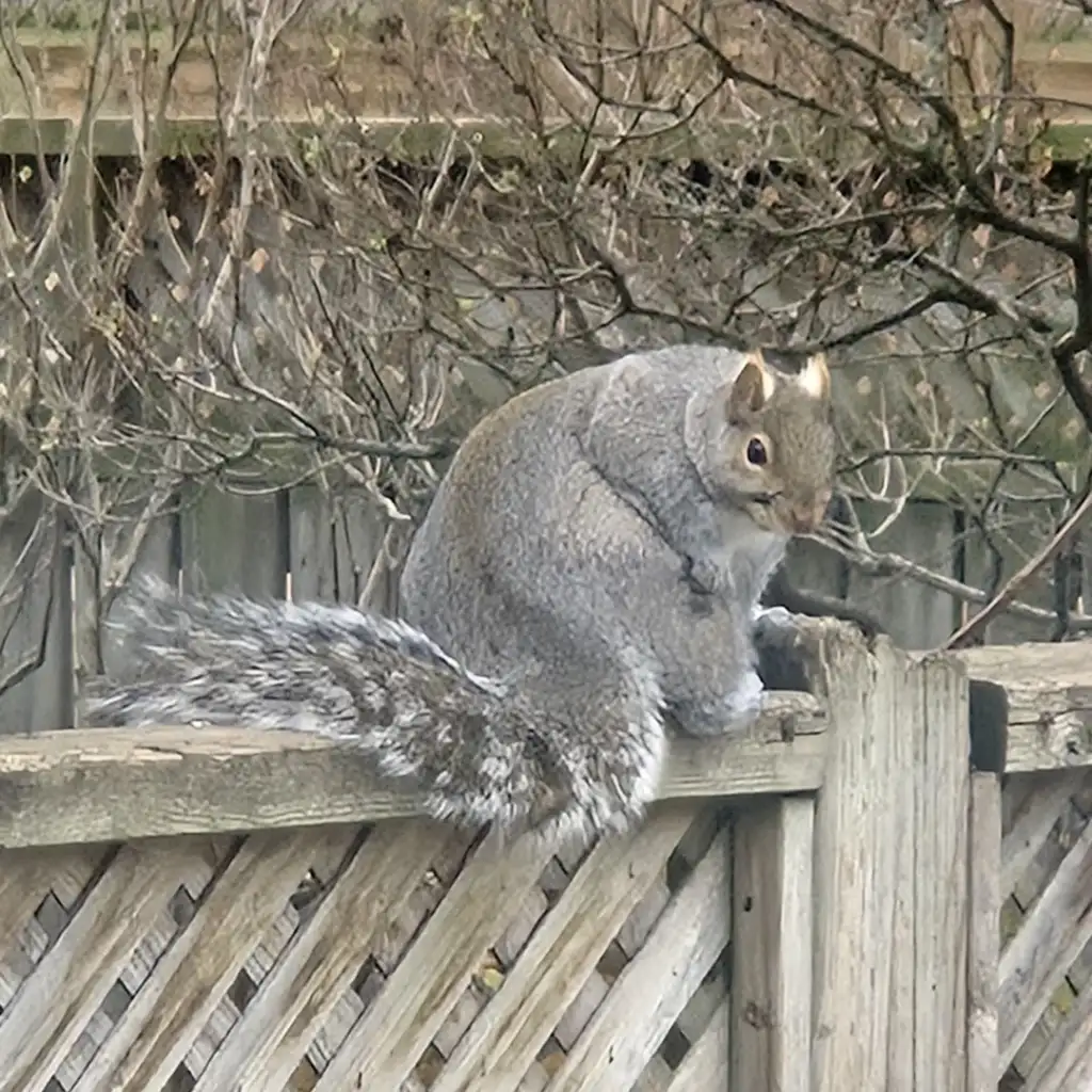 A grey squirrel with a bushy tail sits on a wooden fence, surrounded by bare branches and a lattice background, in a natural outdoor setting.