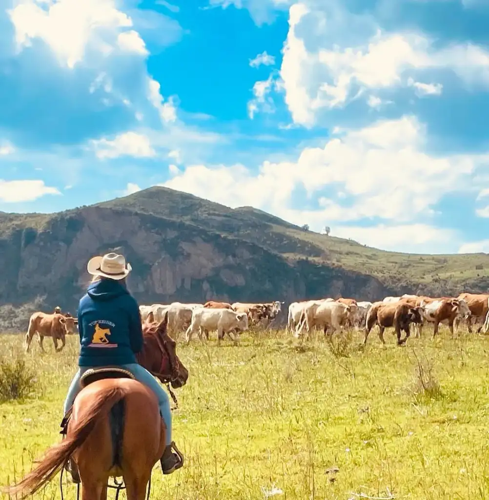 A person on horseback, wearing a hat and a dark hoodie with a cartoon dog, overlooks a herd of cattle in a grassy field. The background features rolling hills and a sky with white clouds.