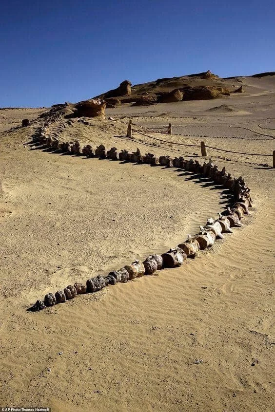 Fossilized whale bones arranged in a winding pattern across sandy desert terrain, with rocky hills visible in the background under a clear blue sky.