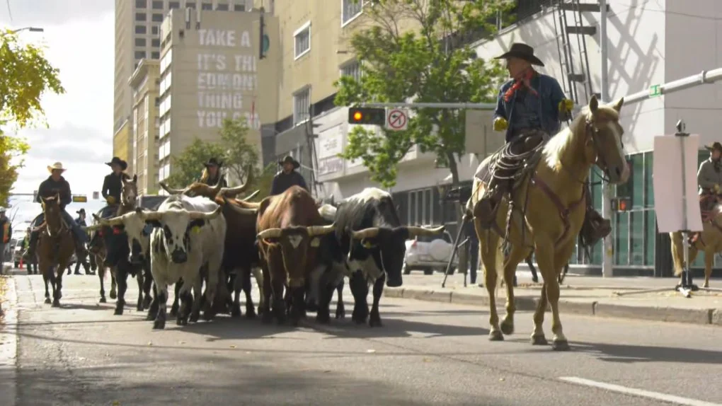 Cowboys on horseback lead a herd of cattle down a city street. Tall buildings line the background, and a sign on one building reads "TAKE A [blank] THINGS YOU [blank]." Some trees are visible along the sidewalk. It's a sunny day.