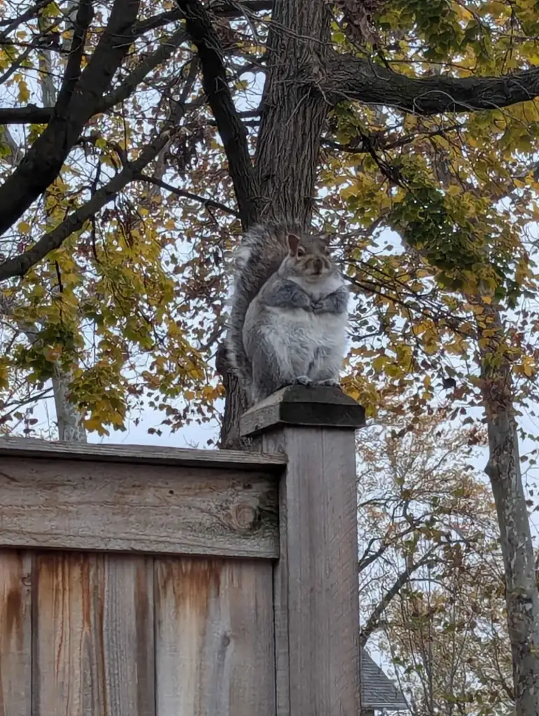 A fluffy gray squirrel sits perched on a wooden fence post, surrounded by trees with autumn leaves. The background shows branches with yellow and brown leaves, and the sky is overcast.