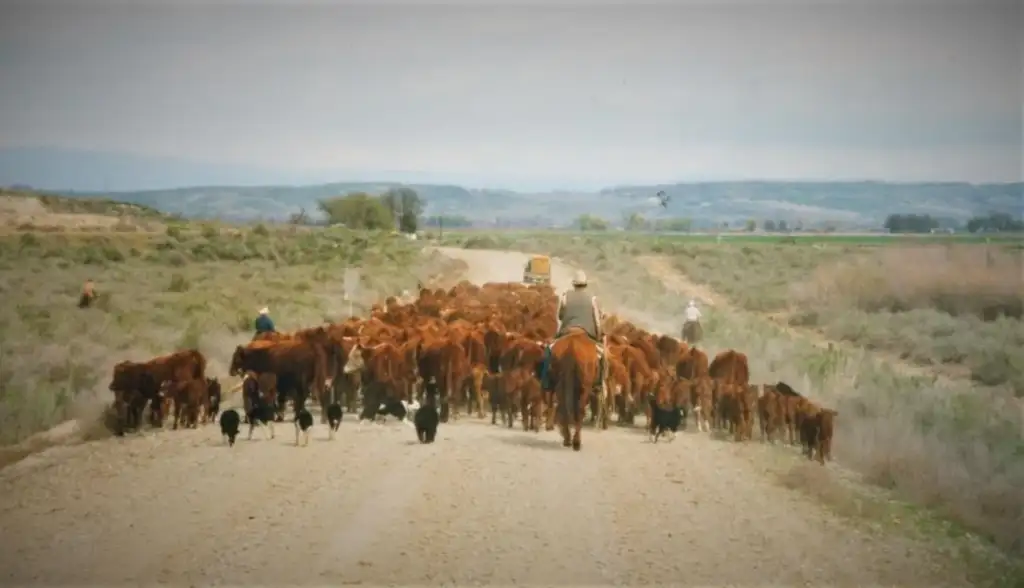 A cowboy on horseback herds cattle down a dirt road in a rural landscape. Other riders and several dogs assist in guiding the herd. Bushes line the road, and distant hills are visible under a cloudy sky.