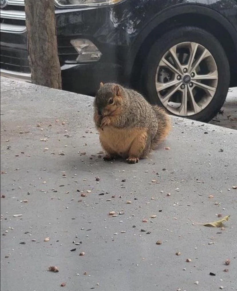 A chubby squirrel sits on a paved surface, surrounded by scattered seeds. In the background, there are parked cars and a tree trunk.