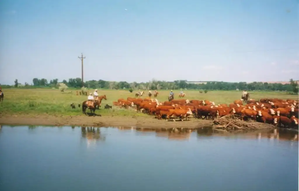 A herd of brown cattle is being driven by cowboys on horseback near a riverbank. The landscape is green and expansive with a clear blue sky. Several cowboys are visible in the background.