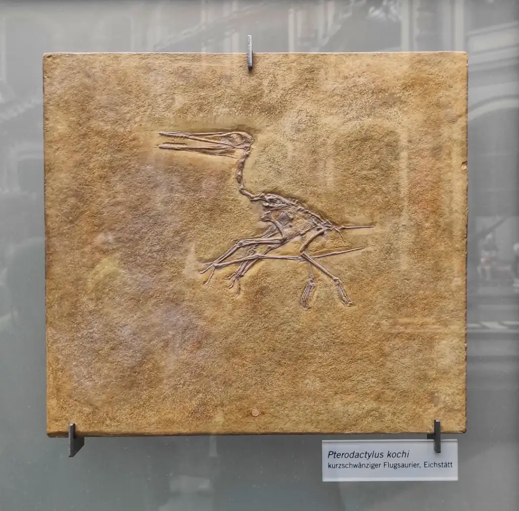 A fossil of Pterodactylus kochi displayed on a stone slab, showing detailed wing and bone structures. The background includes a faint, blurred view of a building. A label is attached to the slab with the name and description in German.