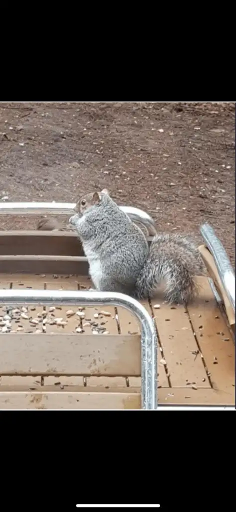 A gray squirrel with a bushy tail is sitting on a wooden platform surrounded by scattered seeds. The background shows a dirt ground.