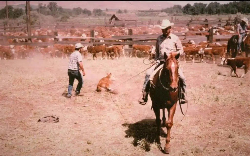 A cowboy on horseback herds cattle in a dusty pen, while another person stands nearby with a dog. A wooden fence and more cattle are in the background, with buildings and open land visible under a clear sky.