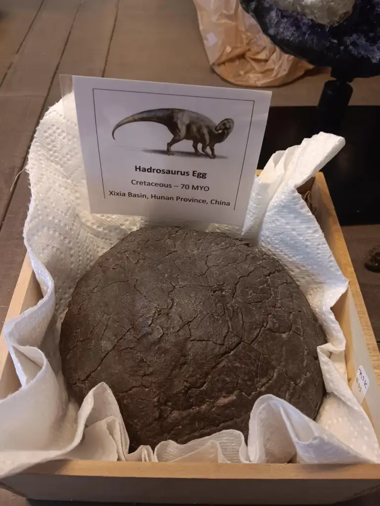 A fossilized Hadrosaurus egg displayed in a wooden box lined with paper towels. A label next to the egg reads: "Hadrosaurus Egg, Cretaceous - 70 MYO, Xixia Basin, Hunan Province, China.