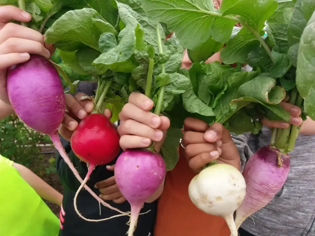 A group of people holding up a bunch of freshly picked radishes with green leaves. The radishes are a mix of red, purple, and white, showcasing different shapes and sizes. The background suggests a garden setting.