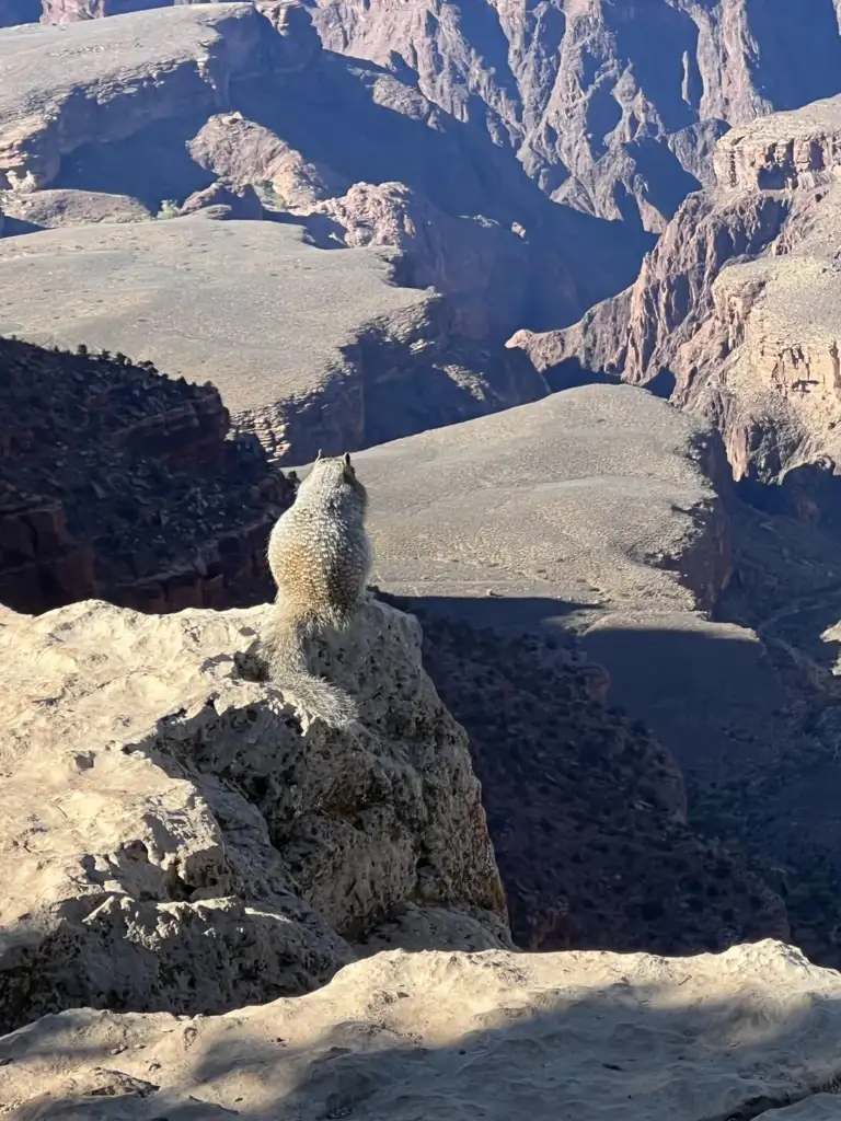 A squirrel sits on the edge of a rocky cliff, overlooking a vast, rugged canyon with jagged formations and deep shadows. The sun casts light on the scene, highlighting the textures of the rocks and the squirrel's fur.