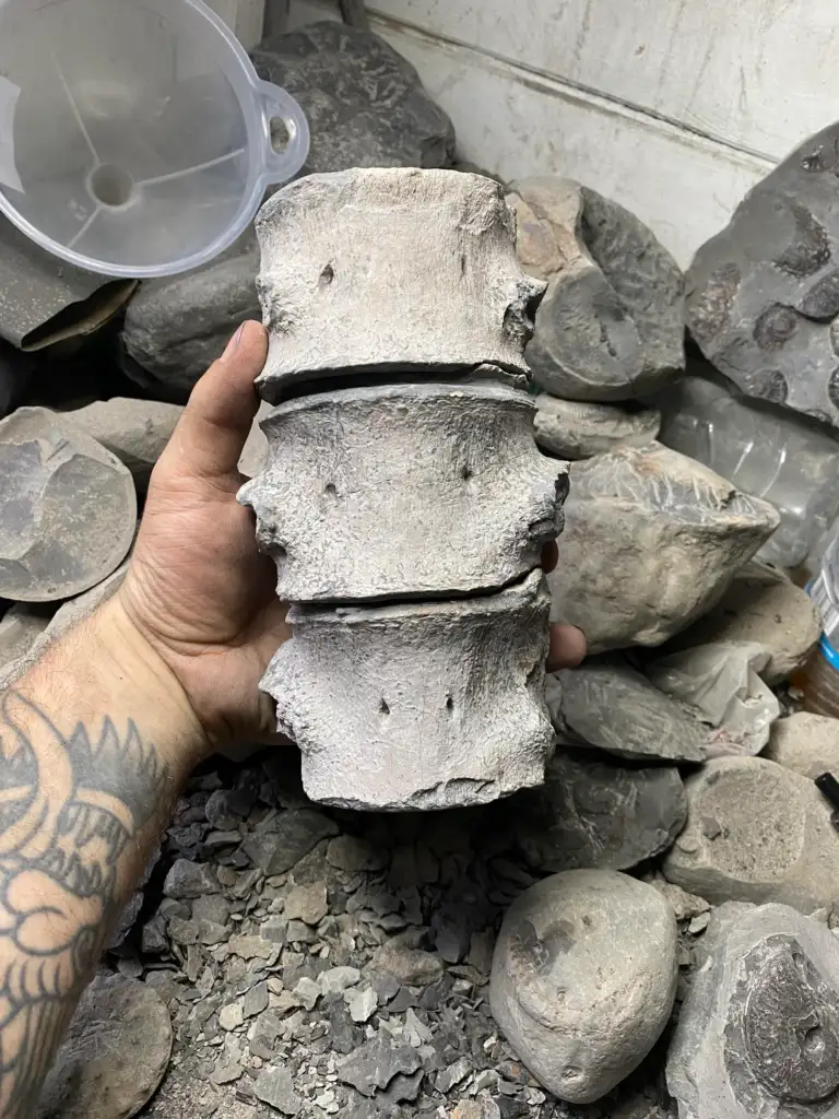 A tattooed hand holds three large, fossilized vertebrae stacked together. The background shows a collection of similar rocks and fossils scattered on a surface.