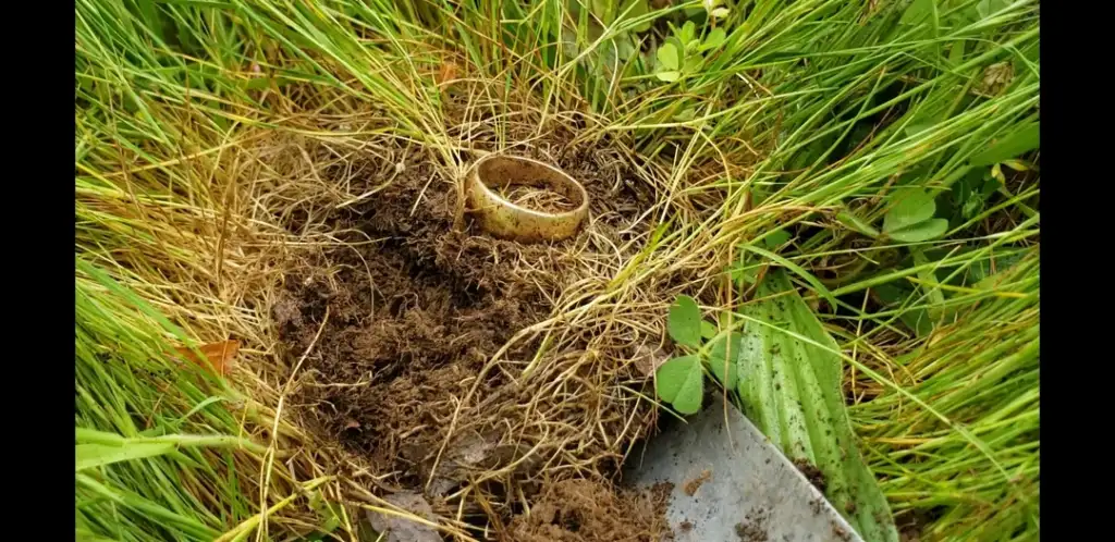 A gold ring partially buried in a patch of soil surrounded by grass. A small metal tool rests nearby on the ground.