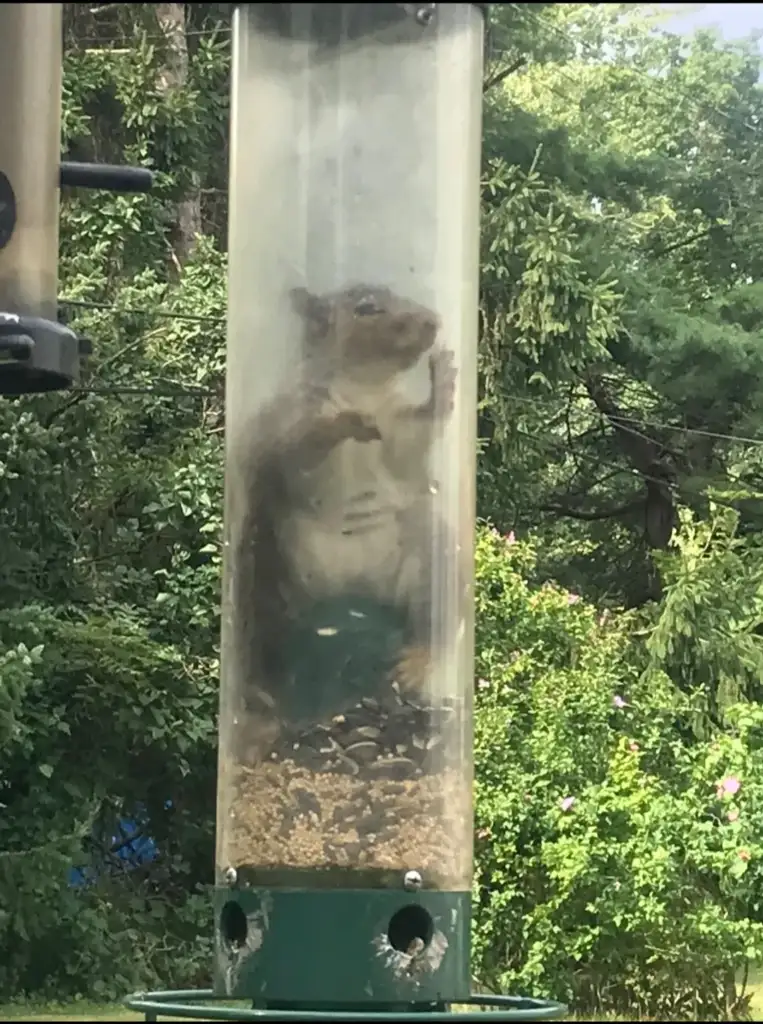 A squirrel is inside a transparent bird feeder filled with seeds, standing on its hind legs. The feeder is mounted outdoors, surrounded by lush green trees and plants.