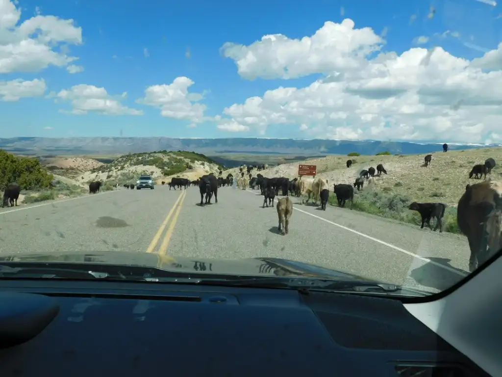 A herd of cows walks along a paved road, blocking traffic. Vehicles, including the one from which the photo is taken, are stopped. The landscape features rolling hills and a clear, blue sky with scattered clouds.