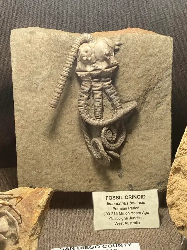 Close-up of a fossilized crinoid, labeled "Fossil Crinoid, Jimbarcrinus bostocki, Permian Period, 300-215 Million Years Ago," from Gascoigne Junction, West Australia. Displayed on a textured rock slab with a typed informational card beneath.