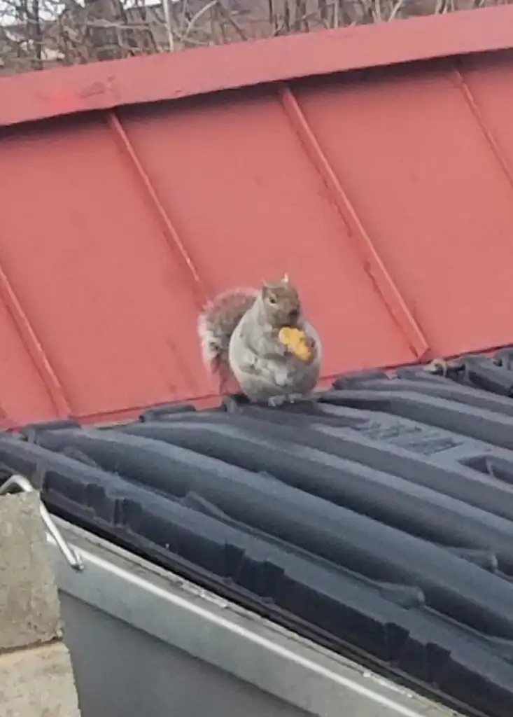 A squirrel sitting on a rooftop holds and eats a piece of food. The roof has both red and gray sections, and the scene suggests an urban environment with a mix of natural and man-made elements.