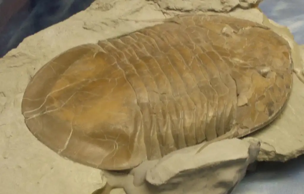 A large, detailed trilobite fossil embedded in a light-colored rock, showcasing its distinct segmented exoskeleton and ridged surface. The surrounding rock has a rough texture, contrasting with the smoother fossil.