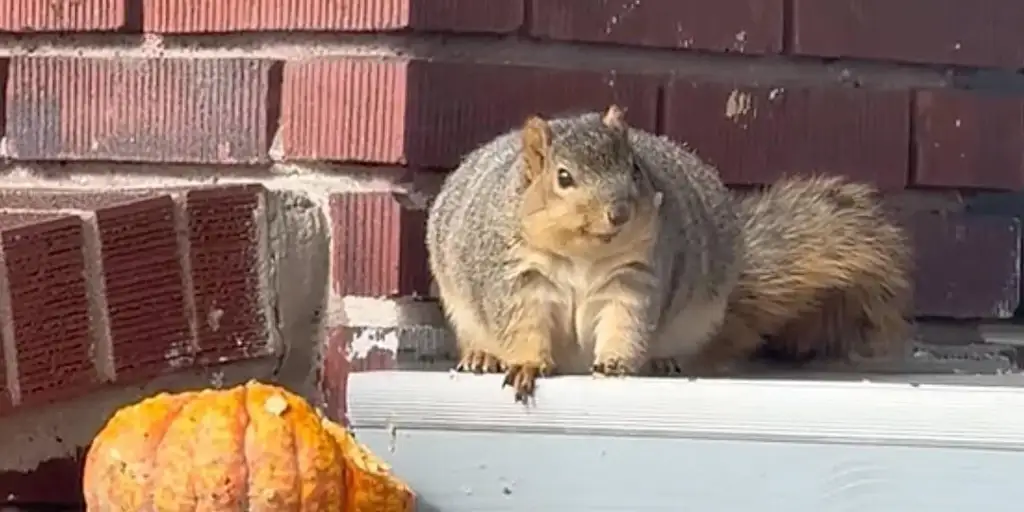 A chubby squirrel sits on a ledge against a red brick wall, next to a small, bumpy pumpkin. The squirrel is facing forward, showcasing its bushy tail and fluffy fur.