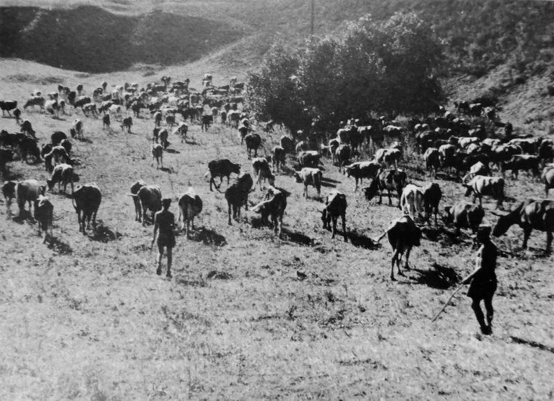 A black and white photo shows a herd of cattle moving across a grassy landscape. In the foreground, a person with a stick appears to be guiding the herd. Hills and trees are visible in the background.