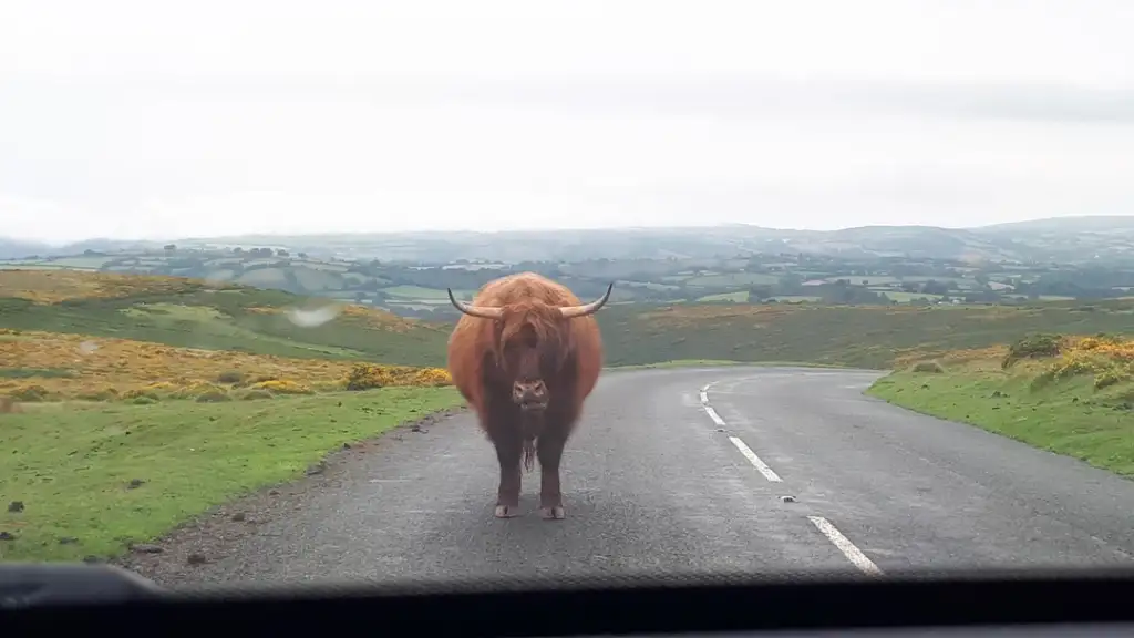 A Highland cow stands in the middle of a winding country road, facing the camera. Surrounding the road are lush green fields and hills under a cloudy sky. The cow's long horns and shaggy fur are prominent.