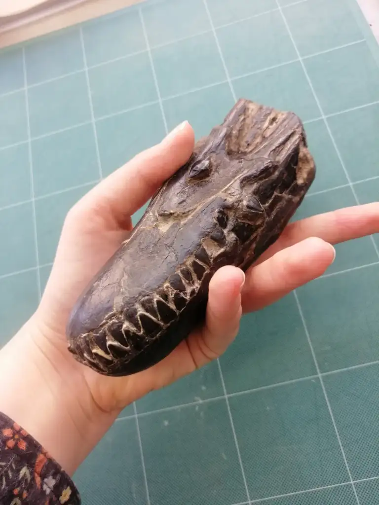 A hand holding a small fossilized dinosaur skull with sharp teeth, resting in the palm. The background features a green cutting mat with a grid pattern.