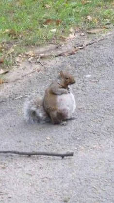 A chubby squirrel sits on a paved path, holding its paws near its chest. A stick lies on the ground in front of it. In the background, grass and scattered leaves are visible.