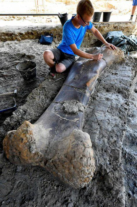 A person in a blue shirt examines a large, partially excavated dinosaur bone embedded in the ground at an archaeological site. The area is surrounded by tools and mud, indicating ongoing excavation work.