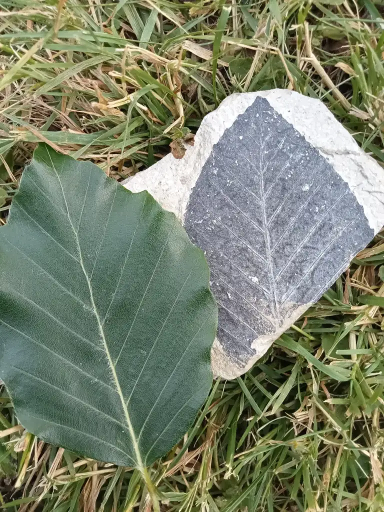 A green leaf lies next to a leaf fossil embedded in a rock, both resting on grass. The fossil showcases detailed leaf vein patterns similar to the real leaf.