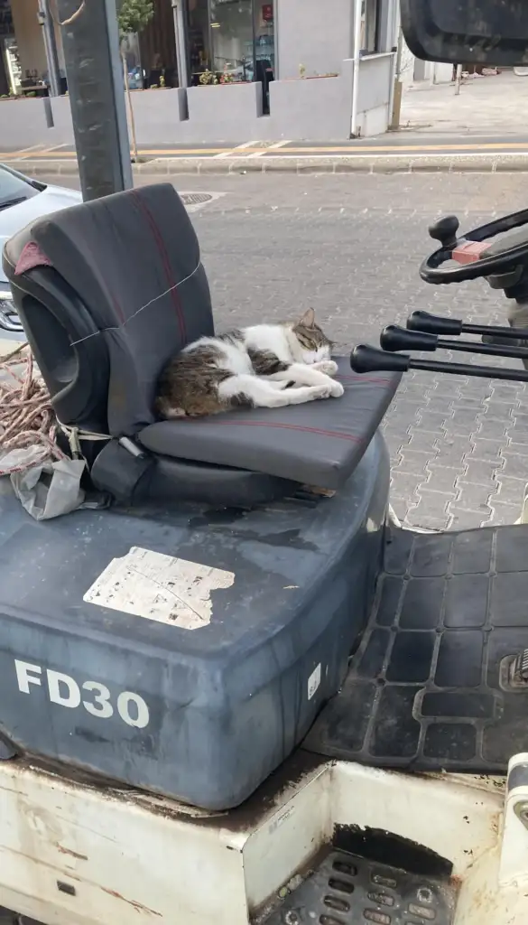 A cat is sleeping on the seat of a forklift parked on a street. The forklift is labeled "FD30." The cat is curled up comfortably, surrounded by the vehicle's controls and machinery.