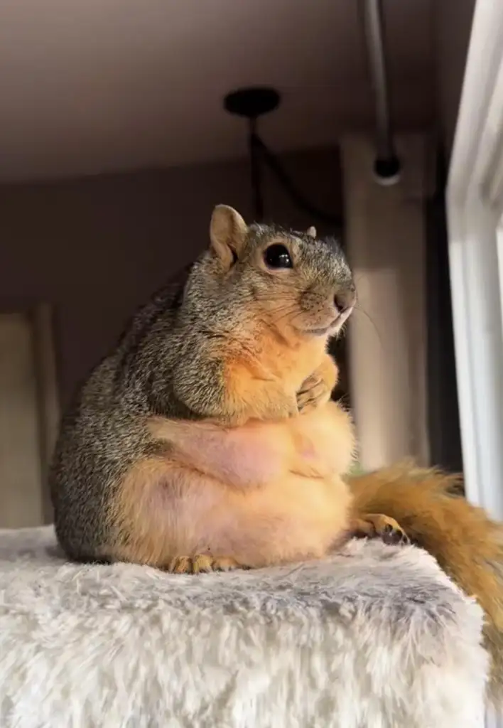 A fluffy squirrel with orange and gray fur is sitting upright, gazing out a window. It is perched on a soft, light-colored surface indoors, with its front paws tucked under its chin.