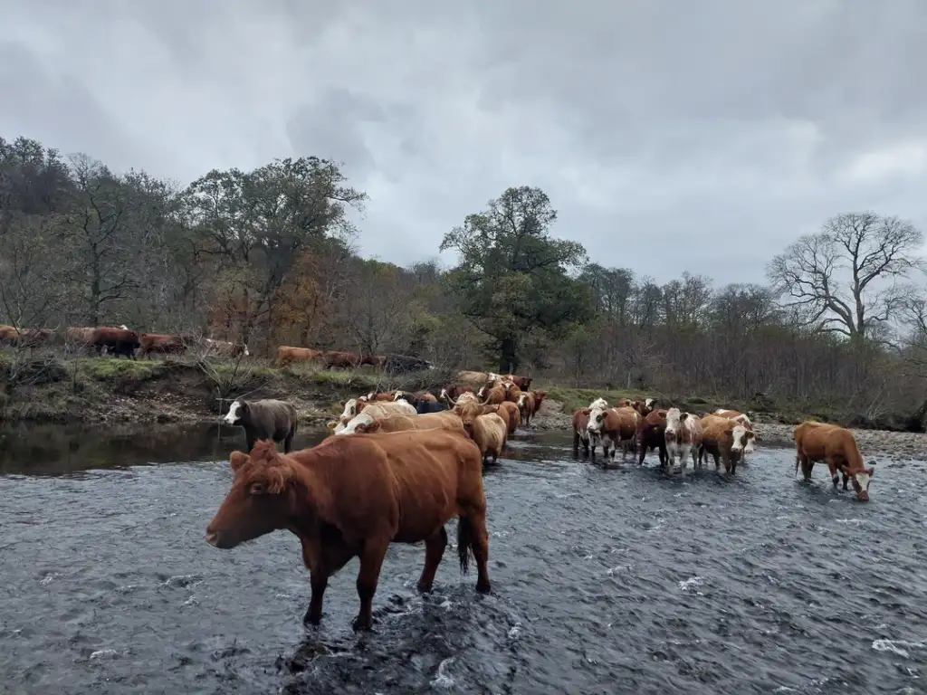 A herd of cows stands and walks through a shallow stream on an overcast day. Trees with sparse foliage line the riverbank in the background. The scene is calm and pastoral.