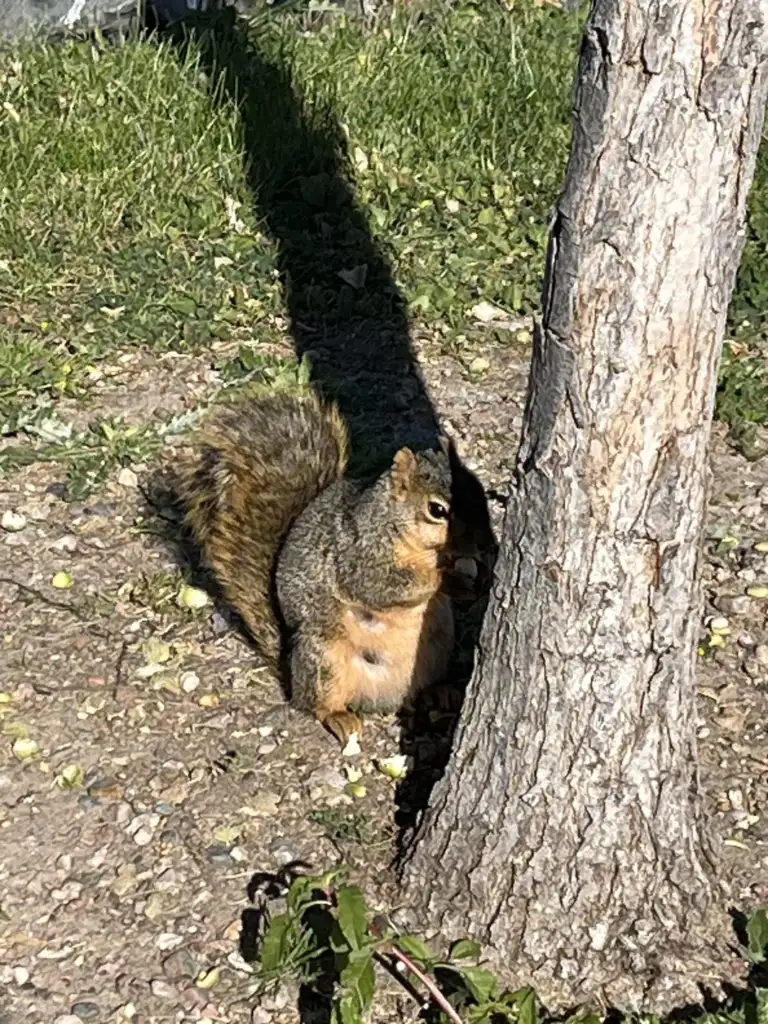 A squirrel is sitting on the ground near the base of a tree. Sunlight casts shadows on its brown and gray fur. Green grass and small stones surround the area, and some small fruits or nuts are scattered nearby.