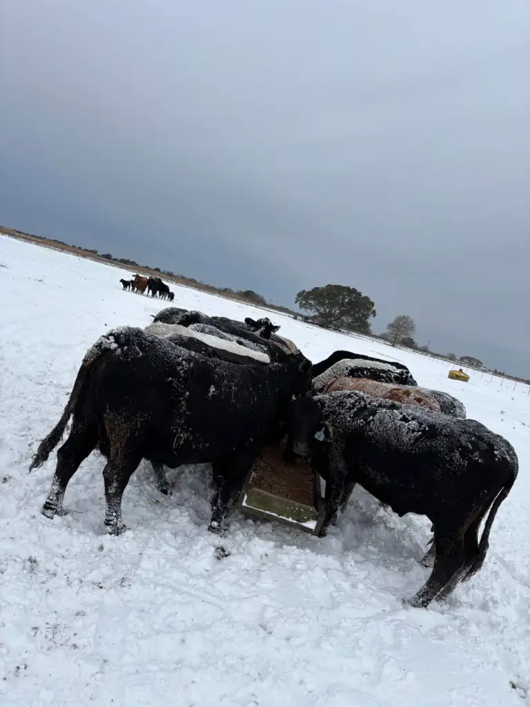 Cattle with snow-covered coats gather around a feed trough in a snowy field, under a cloudy sky. Trees and more cows are visible in the background.