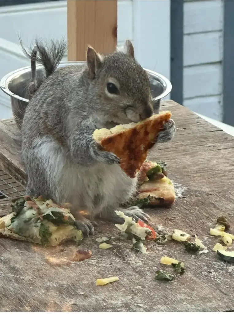 A squirrel is sitting on a wooden surface, eating a slice of pizza. Pieces of pizza and toppings are scattered around. A metal bowl is visible in the background.