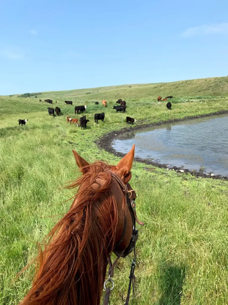 View from horseback of a chestnut horse's mane and ears, overlooking a herd of cattle grazing near a small pond in a grassy field under a clear blue sky.