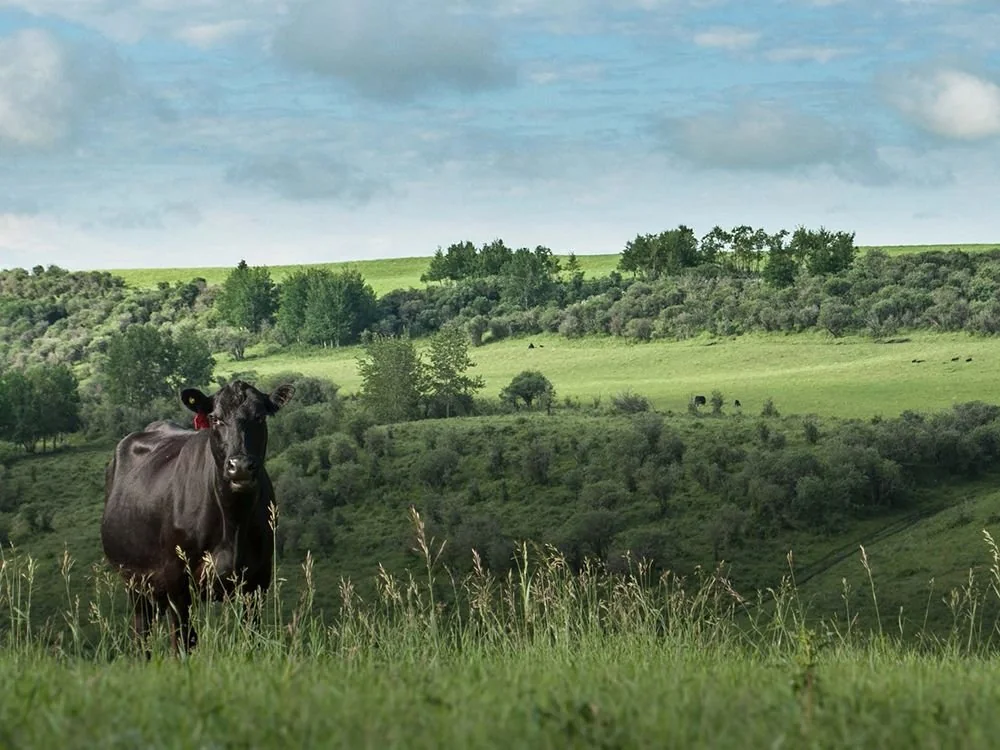 A black cow stands in a lush green field under a partly cloudy sky. The landscape features rolling hills, scattered bushes, and patches of trees in the distance, creating a serene countryside scene.