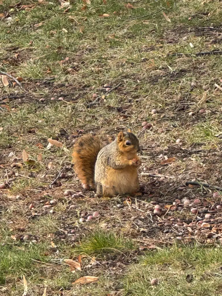 A squirrel sits on the grass surrounded by leaves and acorns, holding a nut in its paws. The small animal has a bushy tail and is focused on its snack, set against a natural background.