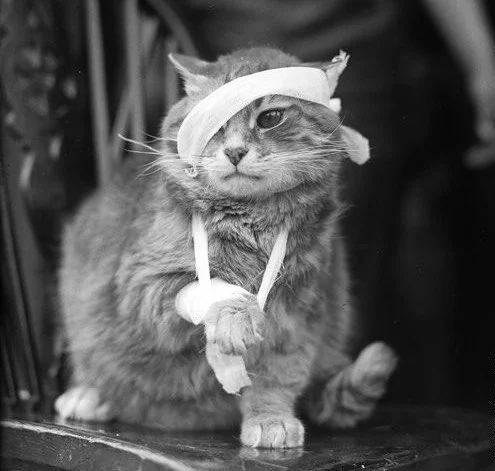 A cat with a bandage wrapped around its head and paw sits on a dark surface. The cat appears calm and is seated with one paw raised. The background is blurred.