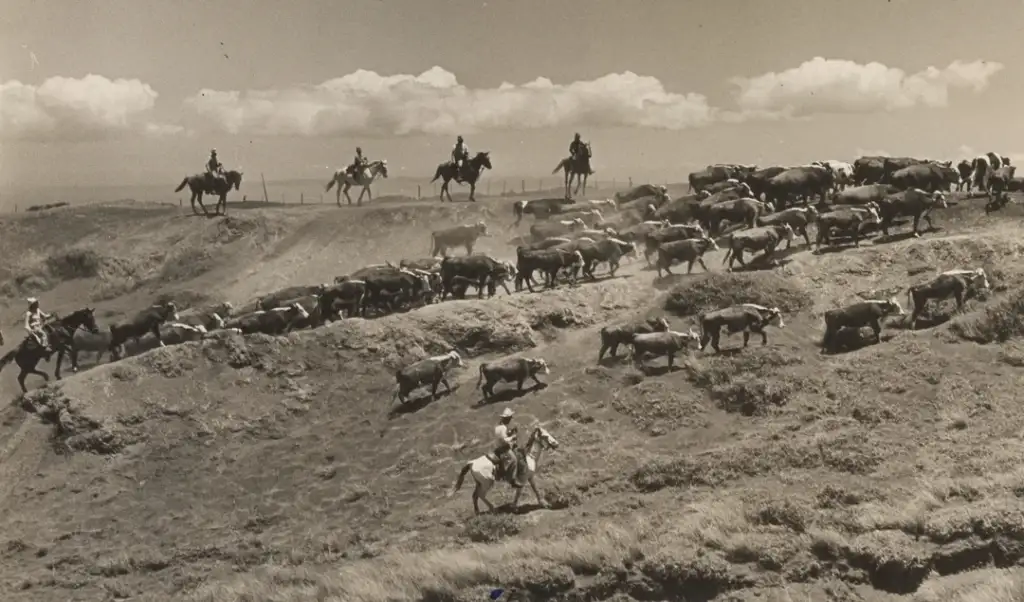 A herd of cattle are being herded by several cowboys on horseback across a grassy hill. The sky is partly cloudy, creating a dramatic backdrop. The terrain is rugged, with multiple riders guiding the cattle.