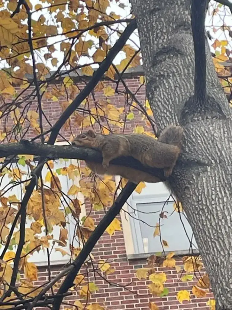 A squirrel lies flat on a tree branch among autumn leaves, with a brick building in the background.