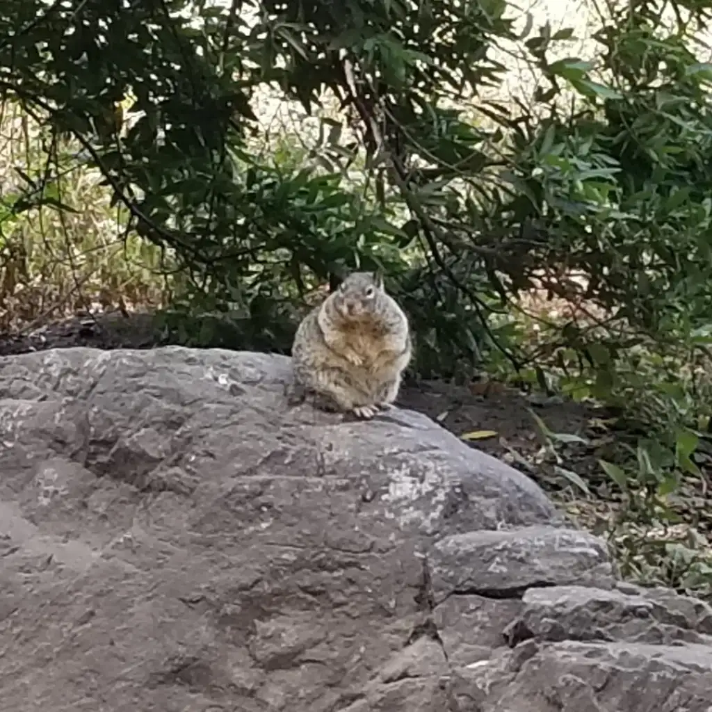 A fluffy rock hyrax sits on a large rock surrounded by green foliage. The animal is facing forward, blending into the earthy tones of the rock and natural setting.