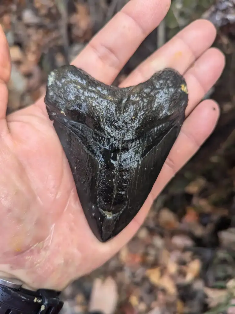 A person's hand holding a large, dark fossilized shark tooth against a backdrop of scattered leaves on the ground. The tooth is shiny and textured, filling most of the palm.