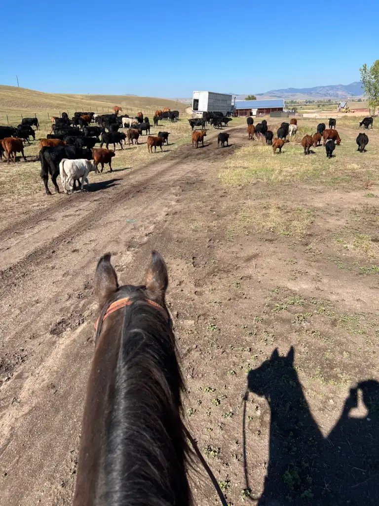 View from horseback of a cattle herd moving across a dirt path in a rural area. Shadow of rider and horse visible. A truck and buildings are in the distance against a backdrop of mountains and blue sky.