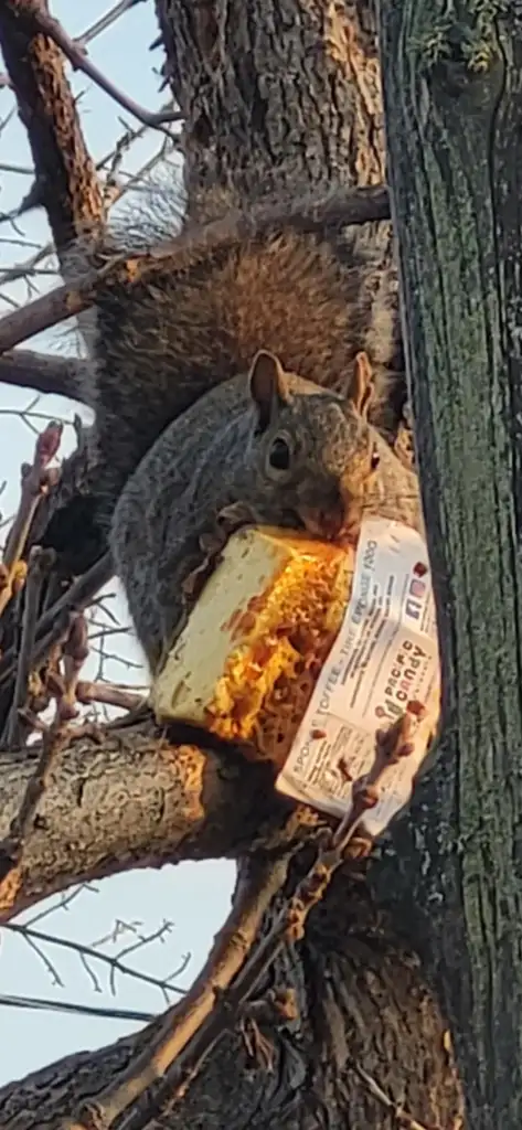 A squirrel perched on a tree branch is nibbling on a slice of cheesecake still in its packaging on a sunny day.