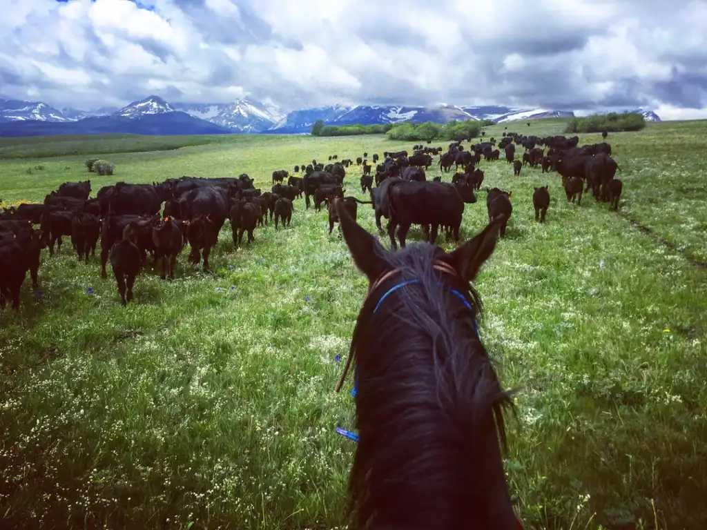 View from horseback of a large cattle herd grazing on a green meadow with a backdrop of snow-capped mountains and cloudy skies. The horse's ears and mane are visible in the foreground.