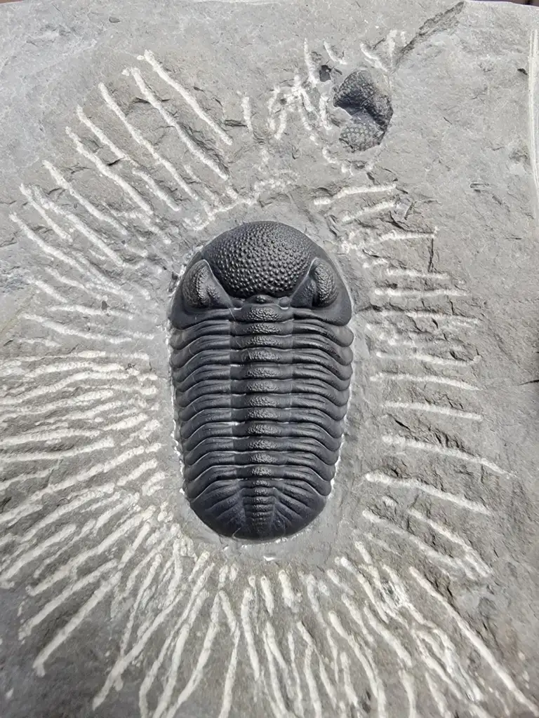 A trilobite fossil embedded in gray rock. The fossil shows detailed segments and a textured head, with radiating lines surrounding it, giving a sunburst effect on the surface.